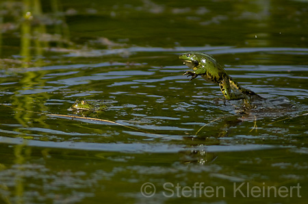 Teichfrosch (Rana kl. esculenta)  - 10